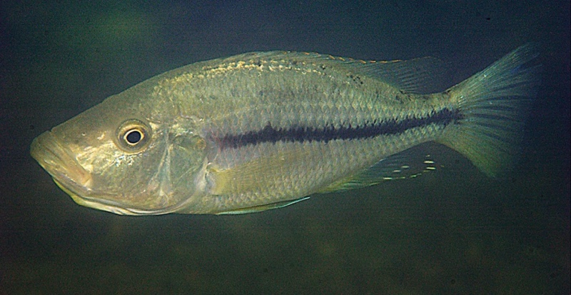 Dimidiochromis strigatus 'Kambiri Point'